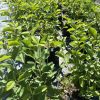 Row of young leafy shrubs in black pots at a sunny plant nursery environment.