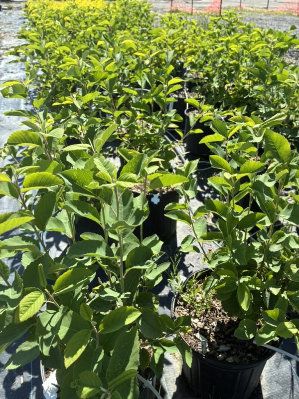 Row of young leafy shrubs in black pots at a sunny plant nursery environment.