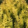 Golden evergreen shrubs with dense, feathery yellow foliage in a garden bed.