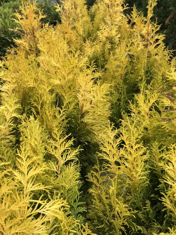 Golden evergreen shrubs with dense, feathery yellow foliage in a garden bed.