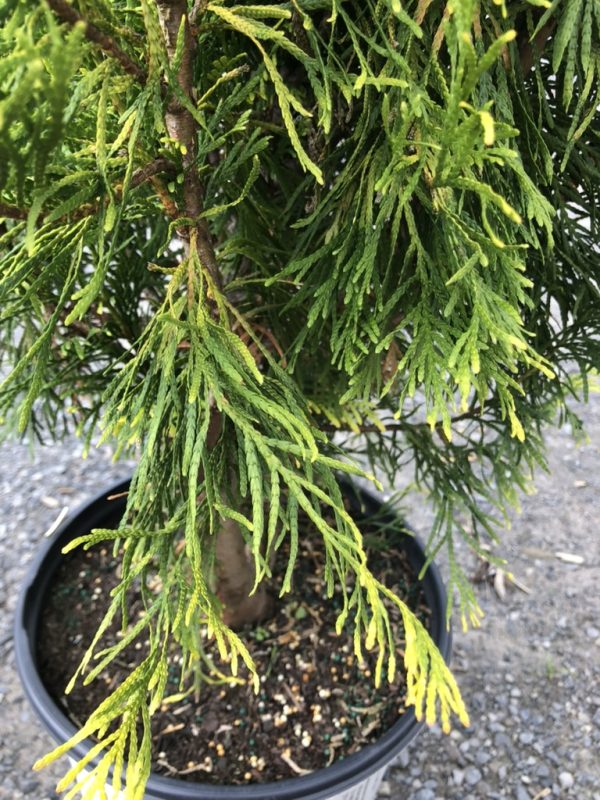 Potted evergreen conifer with drooping branches and yellow tips, indicating possible stress or nutrient deficiency.