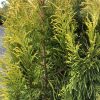 Close-up of a conifer shrub with bright yellow new growth among green needles and brown stems.