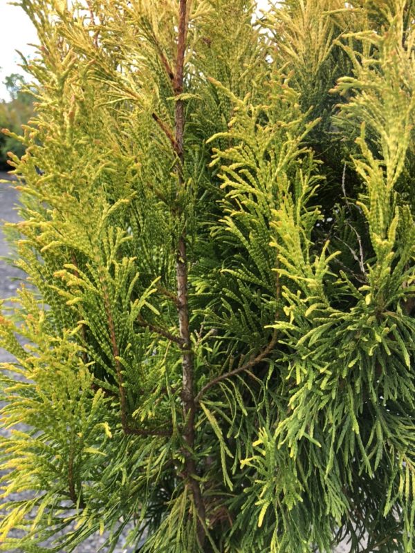 Close-up of a conifer shrub with bright yellow new growth among green needles and brown stems.