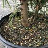 Potted tree with small yellow, white, and green fertilizer pellets scattered on the soil around the trunk.