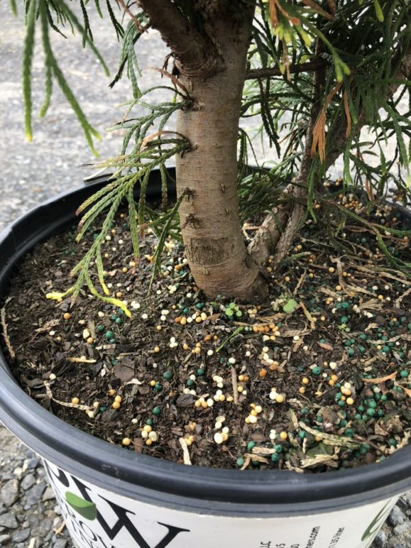 Potted tree with small yellow, white, and green fertilizer pellets scattered on the soil around the trunk.