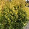 Ornamental evergreen shrub with bright yellow new growth and dark green inner foliage near the ground.
