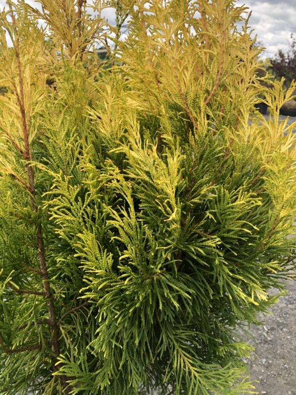 Ornamental evergreen shrub with bright yellow new growth and dark green inner foliage near the ground.