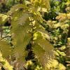 Close-up of a small tree with golden-yellow, feathery compound leaves in a sunny garden.