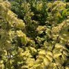 Yellow-green-leaved shrubs in a garden setting, sunlit and densely packed with leaves and small clusters of flowers or seed heads visible along the branches.