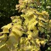 Ornamental shrub with feathery pinnate leaves turning yellow in sunlight as greenery surrounds it of the garden path area.