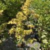 Young Japanese maple in a green pot with yellow-tinged leaves, among other potted plants on a gravel surface