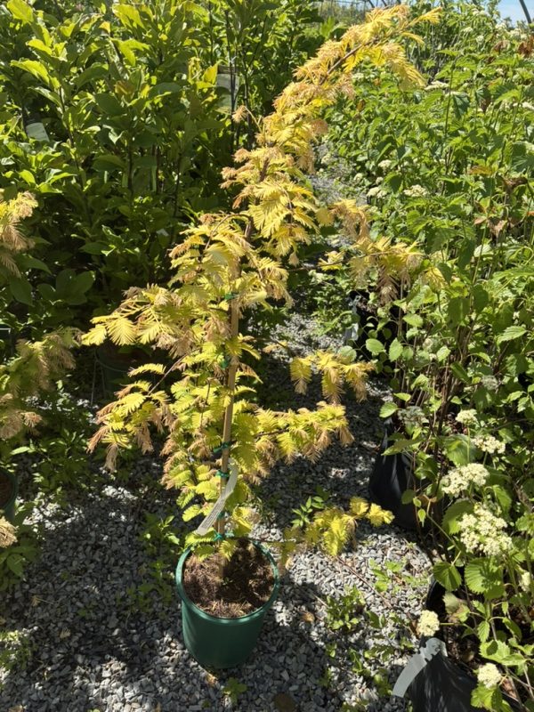 Young Japanese maple in a green pot with yellow-tinged leaves, among other potted plants on a gravel surface