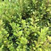 Dense hedge shrub with small glossy oval leaves in bright green hues along woody stems,