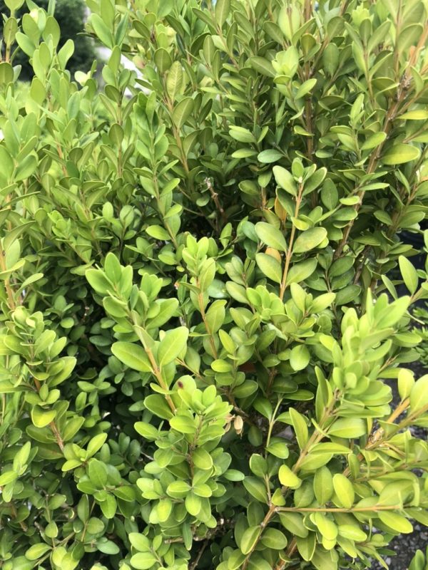 Dense hedge shrub with small glossy oval leaves in bright green hues along woody stems,