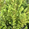 Close-up of a dense shrub with small glossy oval leaves in bright green hues, outdoors in a garden setting.