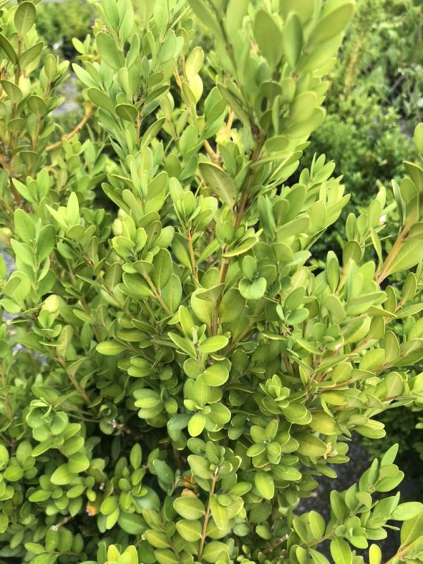 Close-up of a dense shrub with small glossy oval leaves in bright green hues, outdoors in a garden setting.