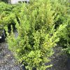 Bushy evergreen shrub with bright green oval leaves in a black plastic pot at a plant nursery lot.