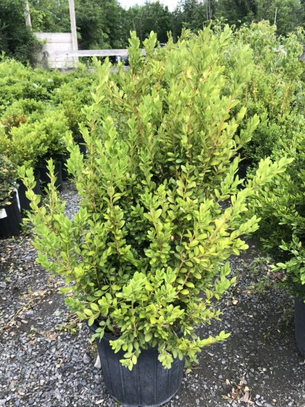 Bushy evergreen shrub with bright green oval leaves in a black plastic pot at a plant nursery lot.