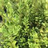 Dense hedge with small glossy oval leaves and thin brown stems.