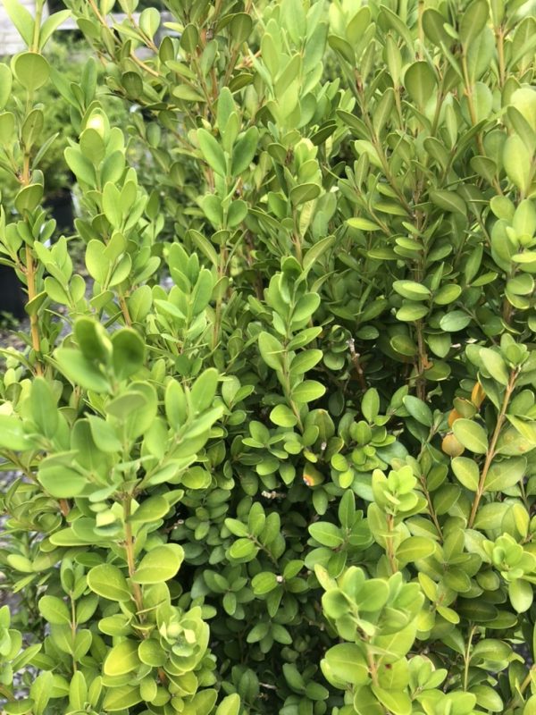 Dense hedge with small glossy oval leaves and thin brown stems.