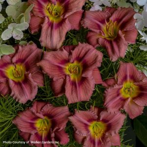 Rosy Return Daylily