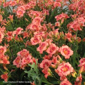 Strawberry Candy Daylily