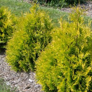 First Editions Lemon Burst Arborvitae