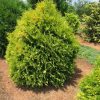 Lemon Burst® Arborvitae 3 1