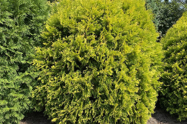 First Editions Lemon Burst Arborvitae - Grasshopper Gardens