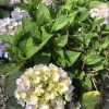 Cluster of pale pink and cream hydrangea blossoms surrounded by green leaves in a garden bed.