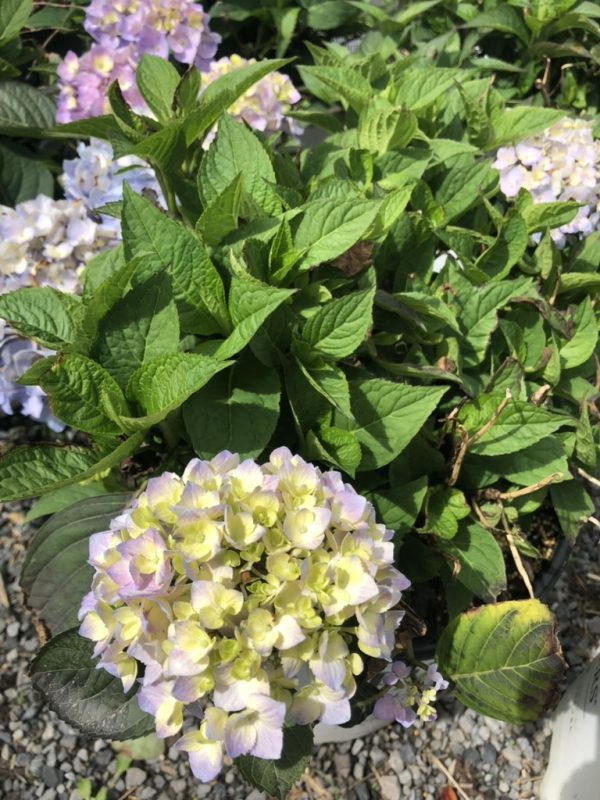 Cluster of pale pink and cream hydrangea blossoms surrounded by green leaves in a garden bed.
