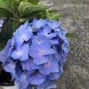 Blue hydrangea blossoms in a pot with green leaves, resting on a gravel surface