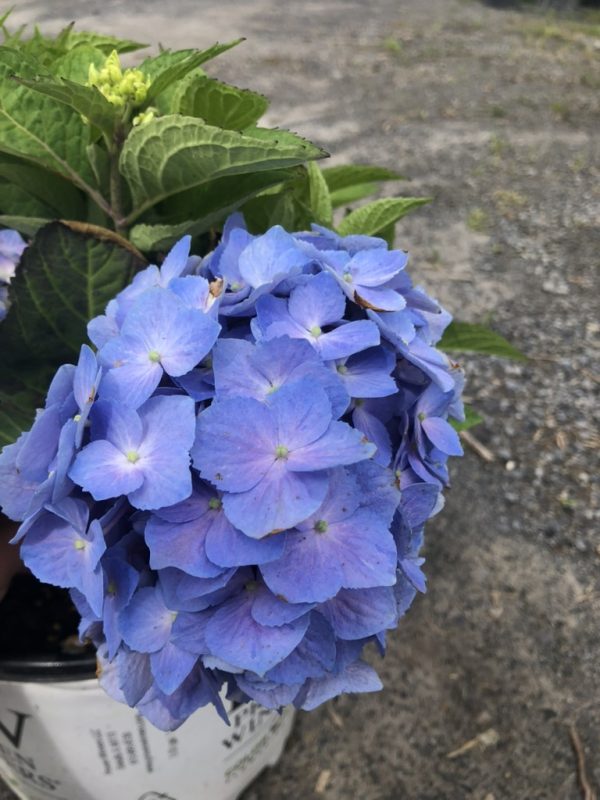 Blue hydrangea blossoms in a pot with green leaves, resting on a gravel surface