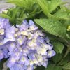 Cluster of light purple hydrangea flowers with pale yellow centers in a green leafy pot arrangement