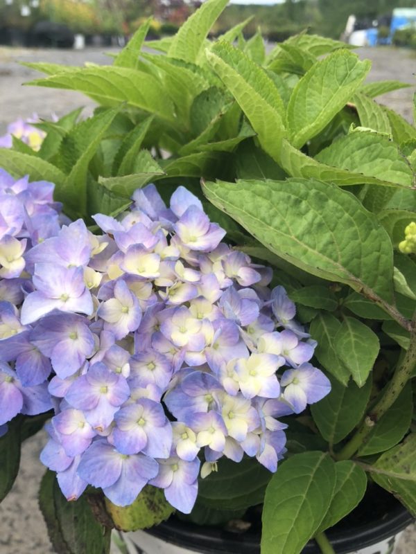 Cluster of light purple hydrangea flowers with pale yellow centers in a green leafy pot arrangement