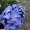 Cluster of blue hydrangea flowers with green leaves in a white bucket on a gravel surface outside.