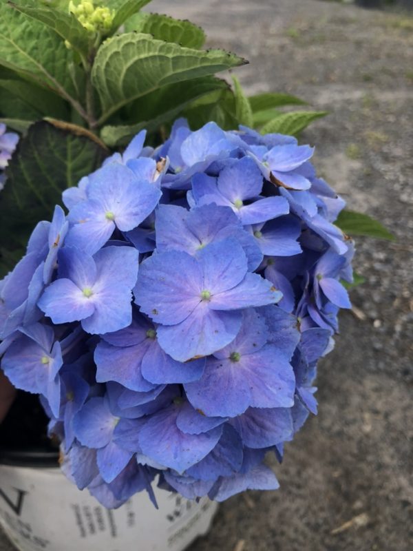 Cluster of blue hydrangea flowers with green leaves in a white bucket on a gravel surface outside.