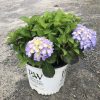 Hydrangea plant with purple blooms in a white Proven Winners bucket on a gravel surface outdoors.