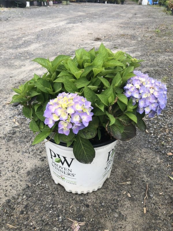Hydrangea plant with purple blooms in a white Proven Winners bucket on a gravel surface outdoors.