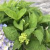 Close-up of a hydrangea with bright green buds and surrounding green leaves; pale purple flowers visible at the edge.