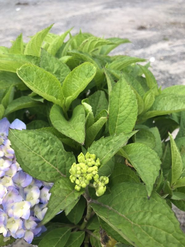 Close-up of a hydrangea with bright green buds and surrounding green leaves; pale purple flowers visible at the edge.