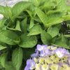 Hydrangea plant in bloom with bright green leaves and pale lavender-yellow flower clusters in a pot.