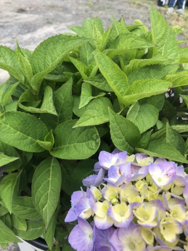 Hydrangea plant in bloom with bright green leaves and pale lavender-yellow flower clusters in a pot.
