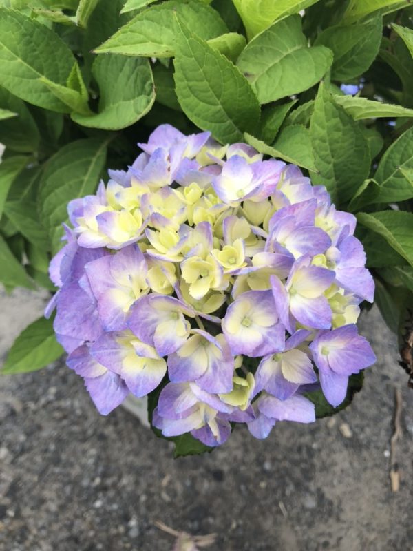 Pastel lavender and pale yellow hydrangea bloom surrounded by green leaves.