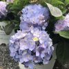 Purple hydrangea blossoms in a white bucket outdoors, with green leaves surrounding them.