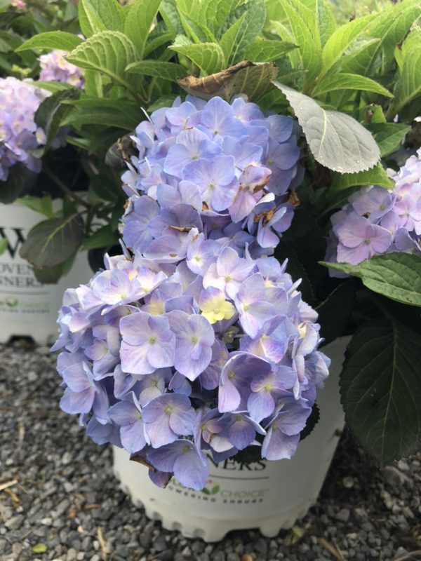 Purple hydrangea blossoms in a white bucket outdoors, with green leaves surrounding them.