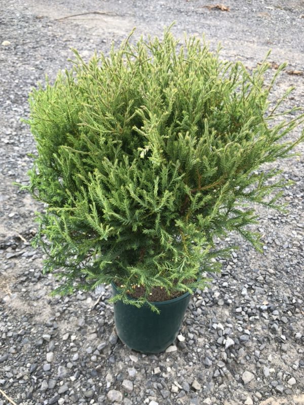 Compact evergreen shrub (juniper) in a green pot on gravel, dense, needle-like foliage.