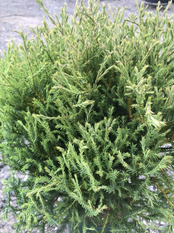 Dense evergreen conifer shrub with slender, needle-like leaves.
