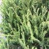 Close-up of dense evergreen conifer branches with needle-like leaves (likely juniper).