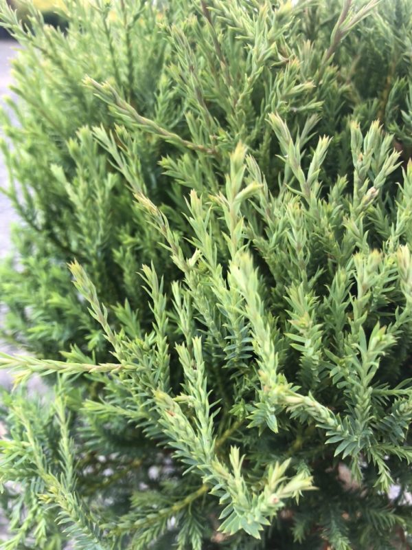 Close-up of dense evergreen conifer branches with needle-like leaves (likely juniper).
